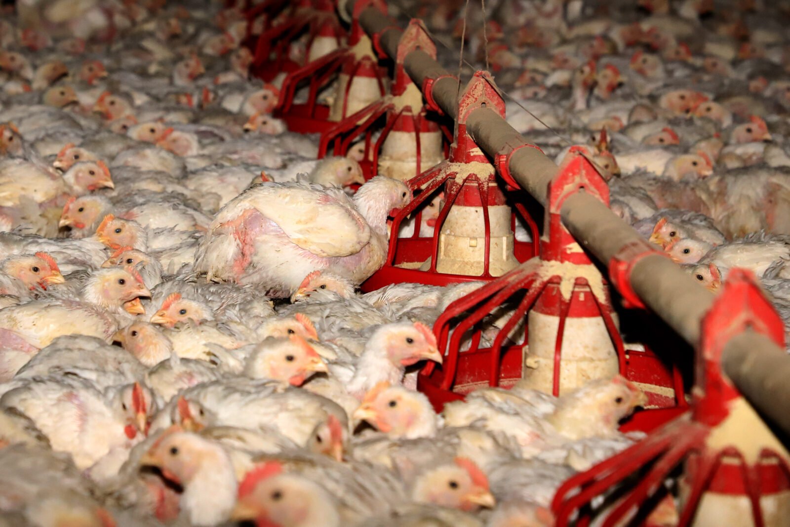 Supermercado do mundo: Paraná exporta mais alimentos que países como Japão, Portugal e Coreia do Sul 10 02 granja de frangos 43