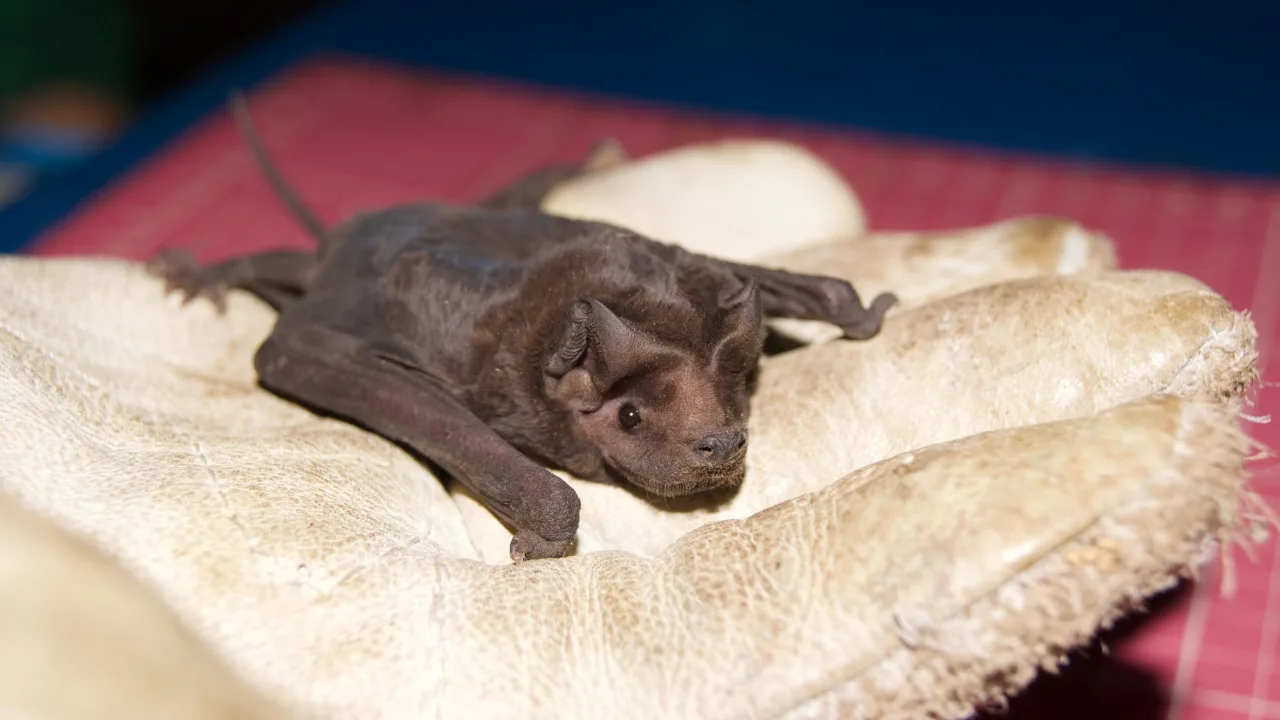 Noctilio leporinus