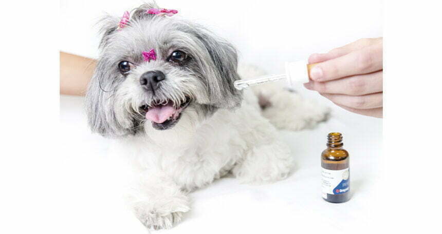Florais e fitoterápicos podem ser manipulados em formas farmacêuticas que auxiliam a administração para os pets Foto: Priscilla Fiedler