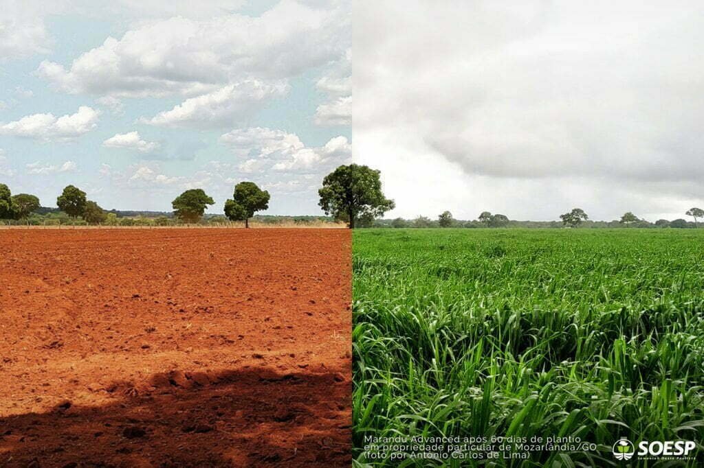 Cuidado na fase da germinação é importante na formação da pastagem 2 area germinada