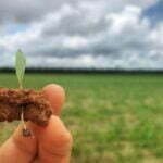 germinacao