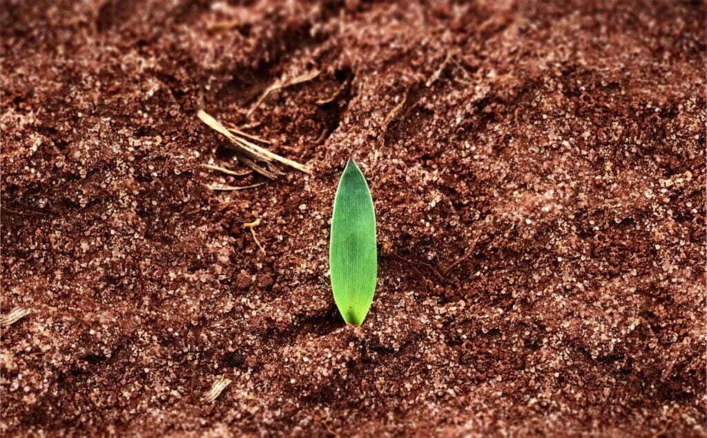 Cuidado na fase da germinação é importante na formação da pastagem 3 germinacao 2a