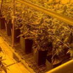 pés de maconha