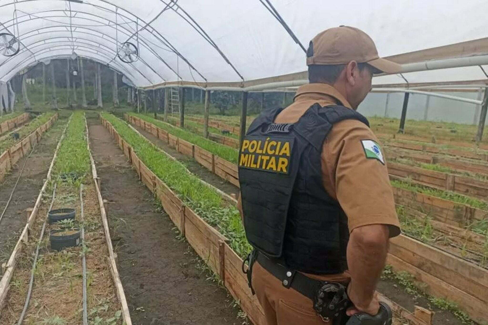 Polícia Militar apreende mais de 700 pés de maconha em Guaratuba