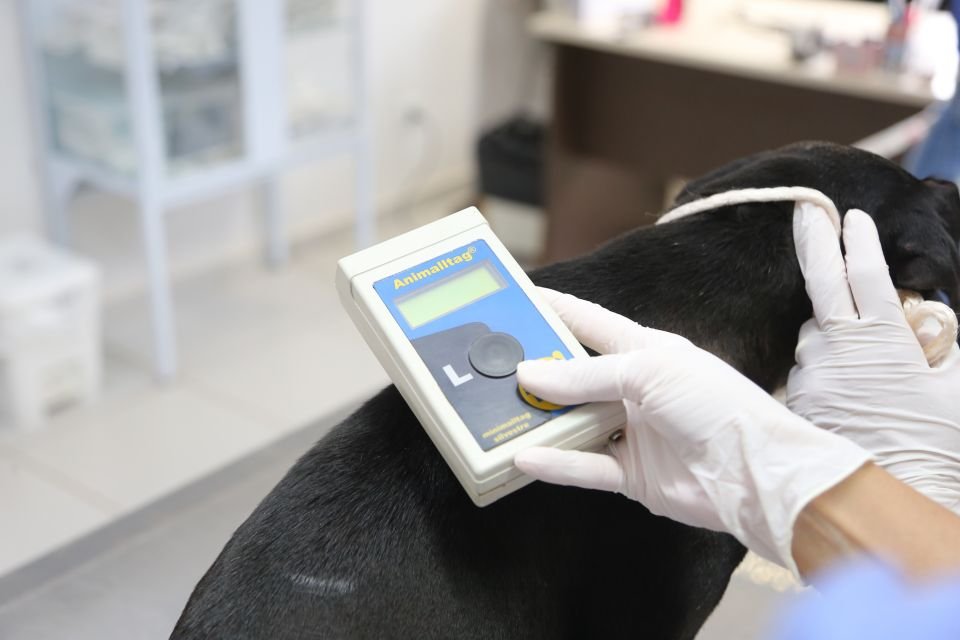 Maringá investe em 4 mil microchips para implantar em pets resgatados para facilitar identificação 2 gd 31fdcbc752be