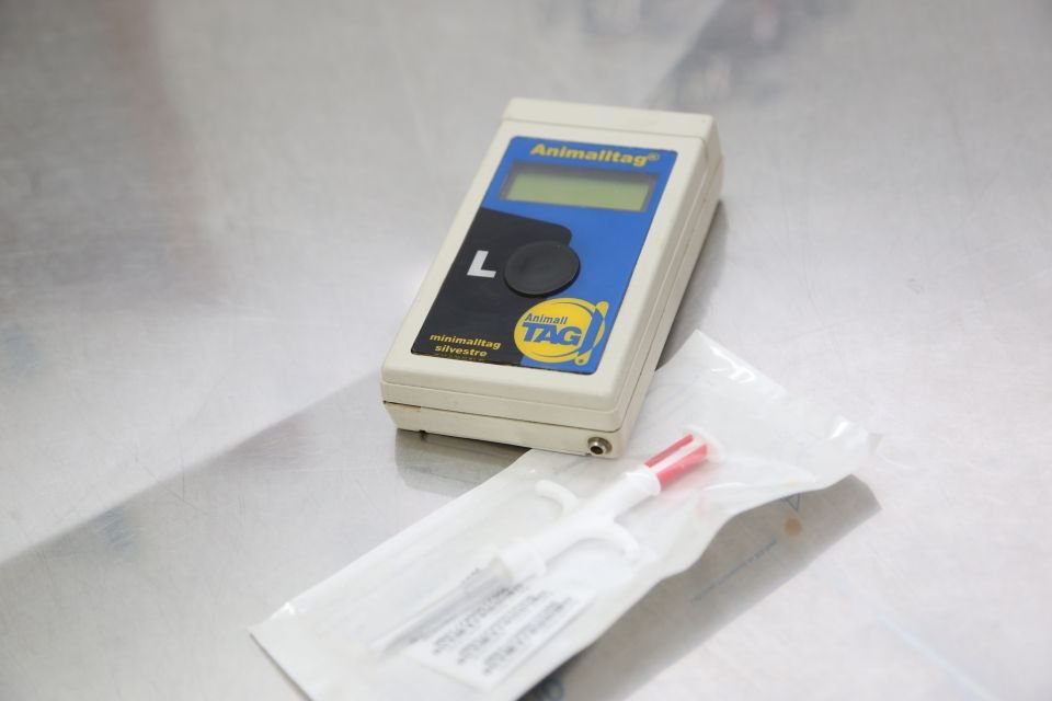 Maringá investe em 4 mil microchips para implantar em pets resgatados para facilitar identificação 4 gd 96775a91652b