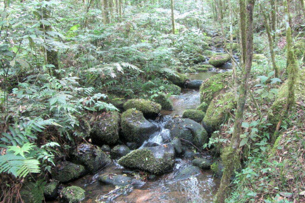 Estado lança cartilha de apoio aos municípios para ampliar conservação ambiental 10 rppn antenor rival crema img 7248 credito tereza hoffmann 2018