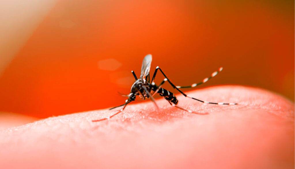 Dengue