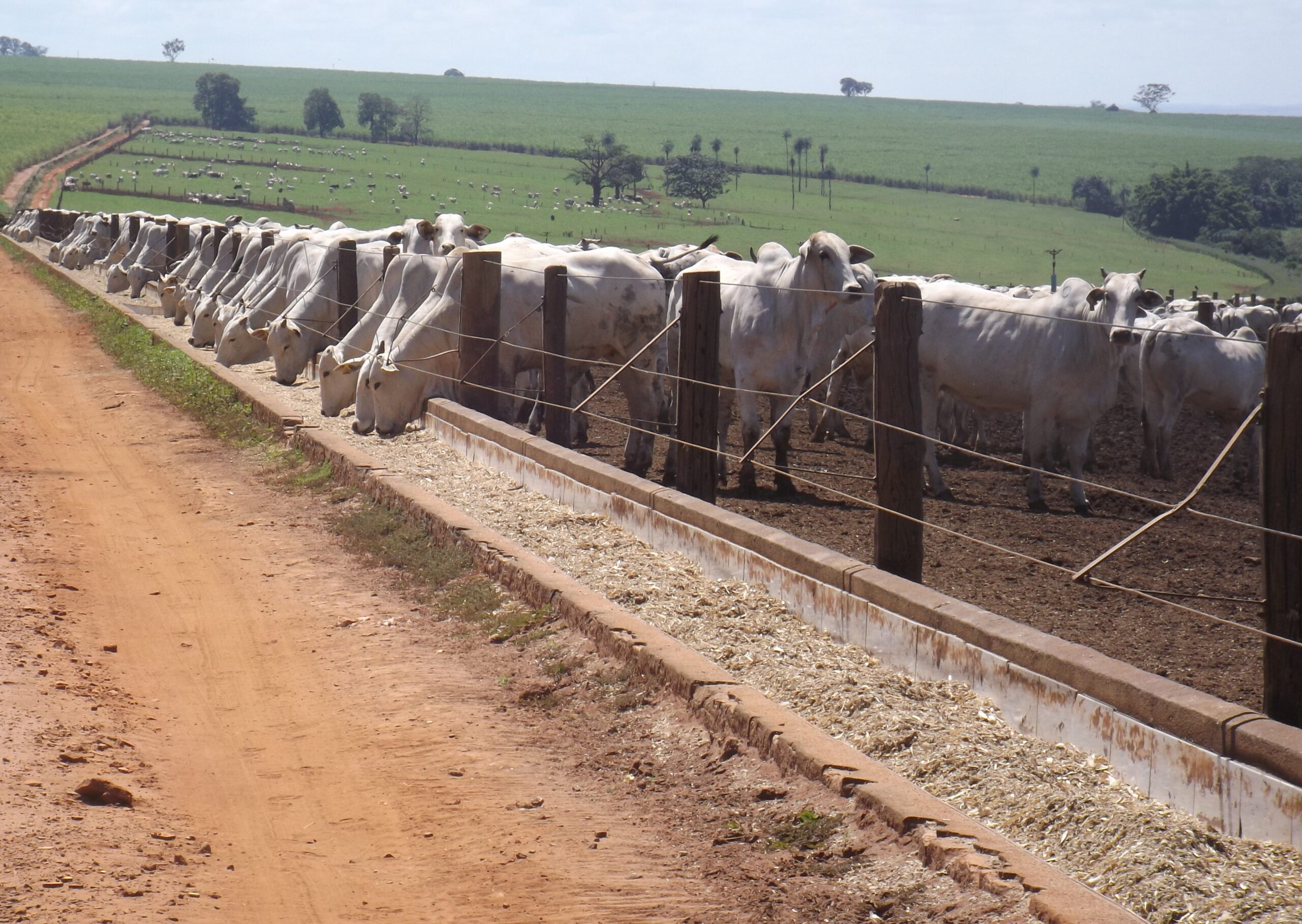 Ração animal - Incomagri