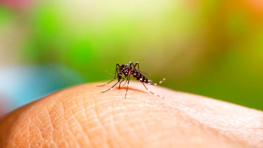 Mosquito Aedes Aegypti tranmissor da dengue
