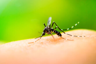 Mosquito Aedes aegypti, transmissor da dengue, zika e chikungunya.