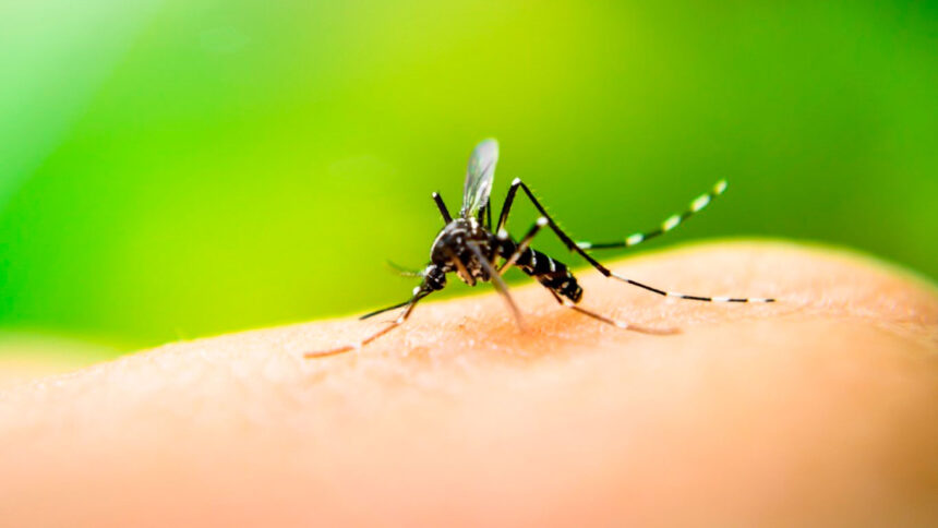 Mosquito Aedes aegypti, transmissor da dengue, zika e chikungunya.