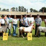 Mostra de Mini Horse engrandece primeiro fim de semana da Expoinga 2023