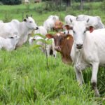 Paraná livre de febre aftosa