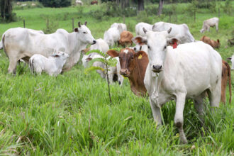 Paraná livre de febre aftosa