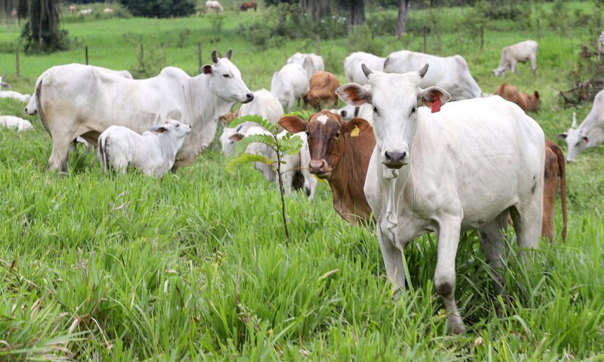 Paraná livre de febre aftosa
