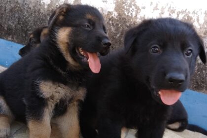 Carrapatos representam um perigo para a saúde dos humanos e animais