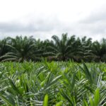 Nova realidade do agro brasileiro precisa incluir o Agronegócio Sustentável