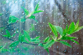 Chuva e galho verde | Saiba Já News