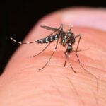 mosquito Aedes aegypt