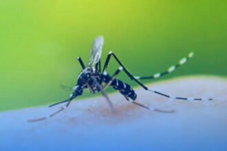 Mosquito da dengue