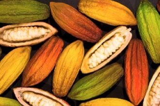 Grupo BBF iniciará cultivo de cacau e açaí na Amazônia