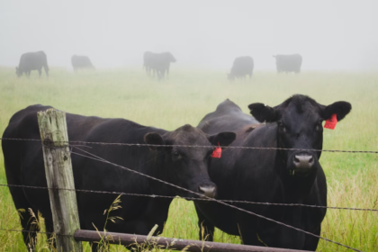 Fosfato bicálcico está na ponta da agroindústria da carne