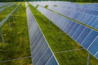 Mercado de crédito de carbono impulsiona economia brasileira