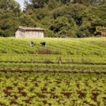 Governo do Paraná publica edital de R$ 31,5 milhões para apoiar agricultura familiar