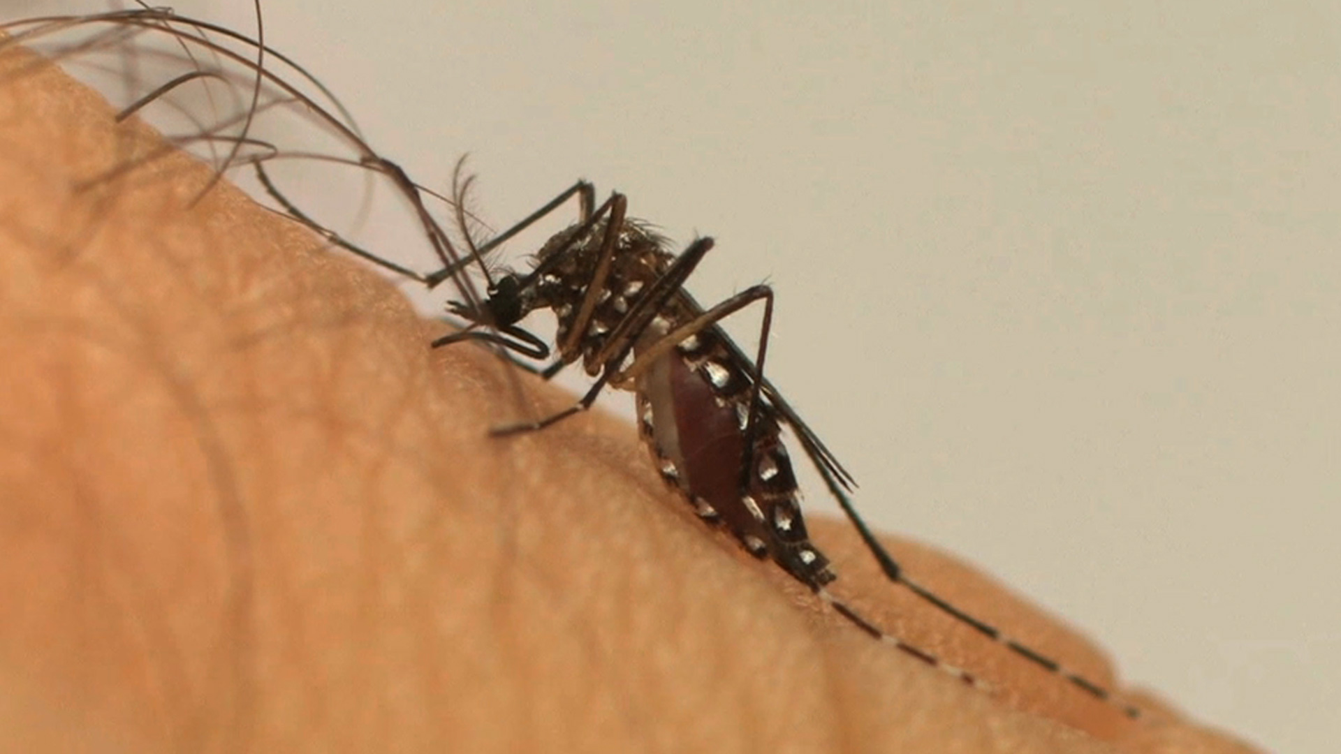 Aedes aegypti mosquito transmissor da dengue e da febre amarela urbana. Originário da África