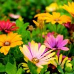 Primavera