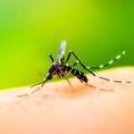 dengue