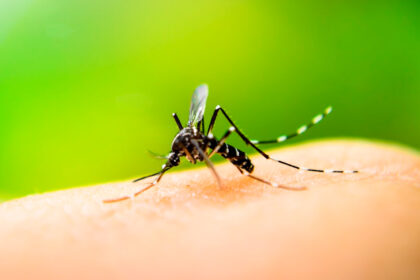 dengue