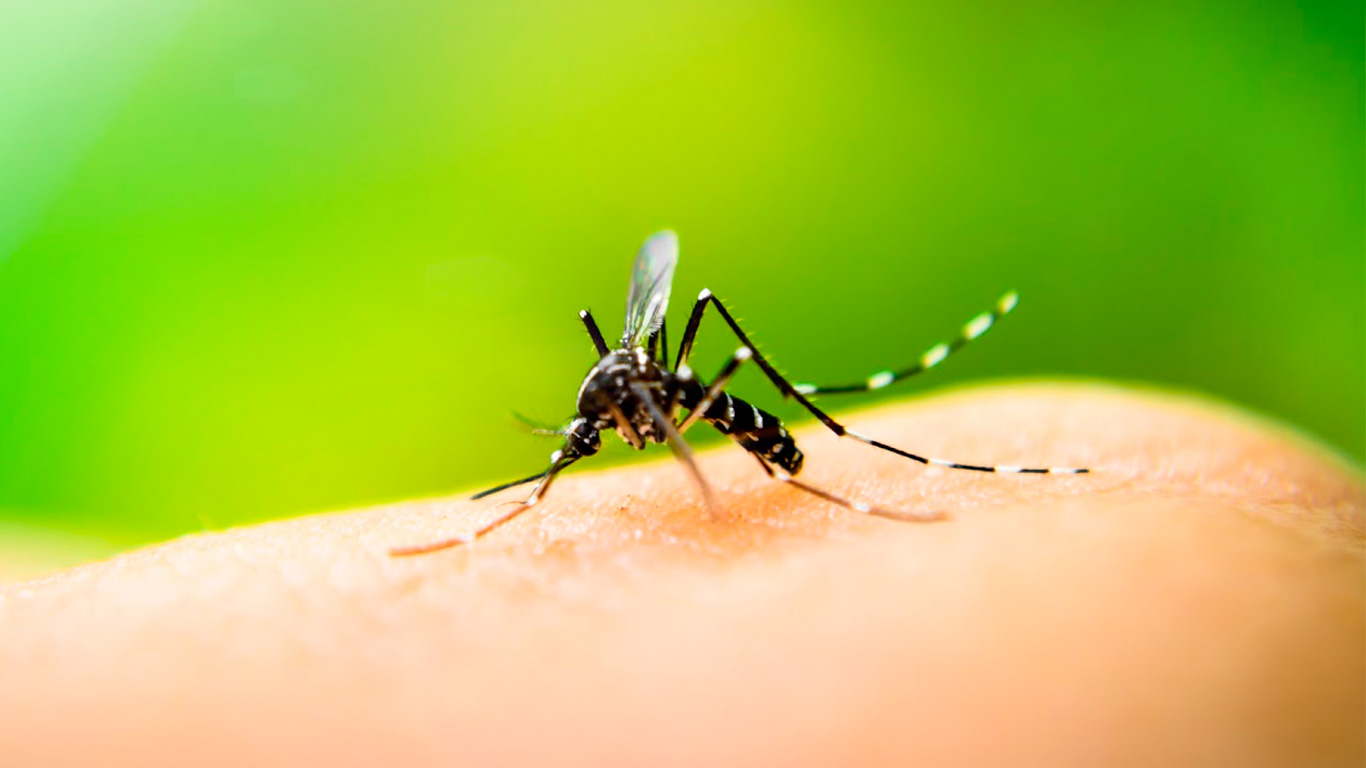 dengue