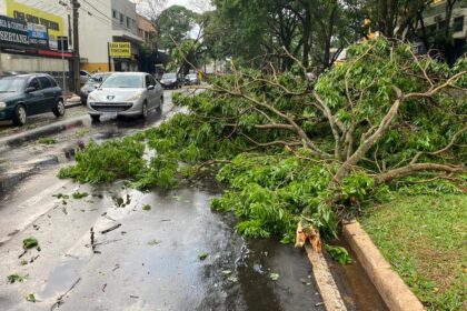 Defesa Civil emite relatório sobre queda de árvores e atendimento em Maringá