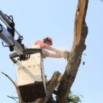Equipes da Prefeitura seguem com trabalho intenso para limpeza e recolhimento de árvores nesta sexta, 13