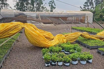 Danificado por tornado, viveiro florestal de Cascavel é fechado temporariamente