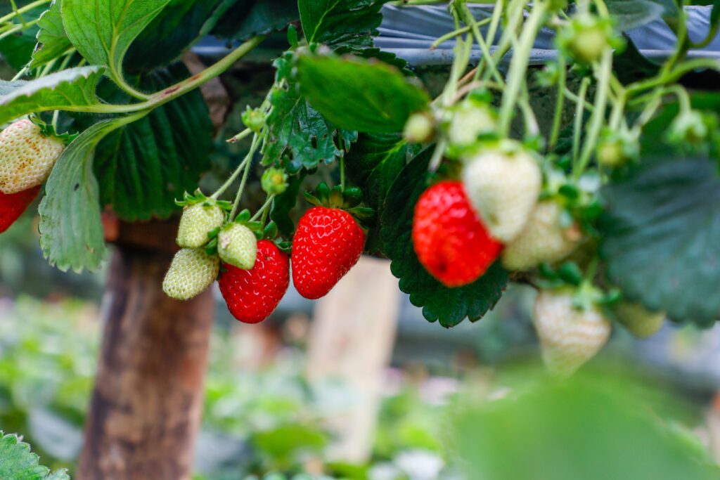 Morango do Norte Pioneiro impulsiona renda de produtores