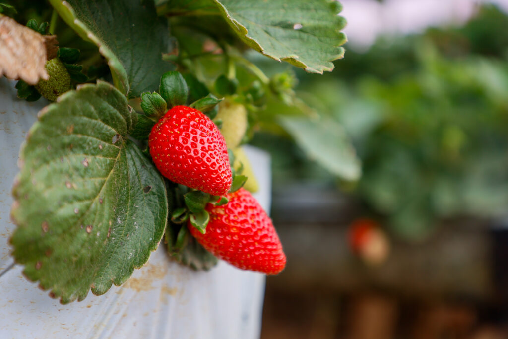 Morango do Norte Pioneiro impulsiona renda de produtores