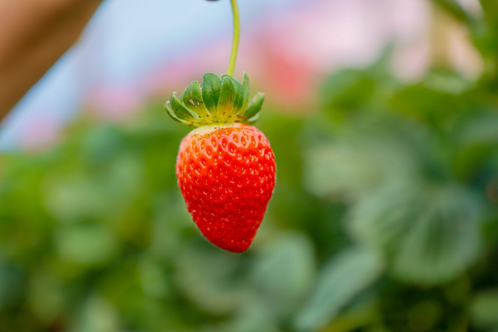 Morango do Norte Pioneiro impulsiona renda de produtores