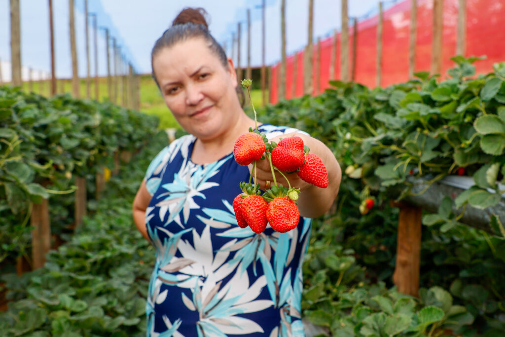 Morango do Norte Pioneiro impulsiona renda de produtores