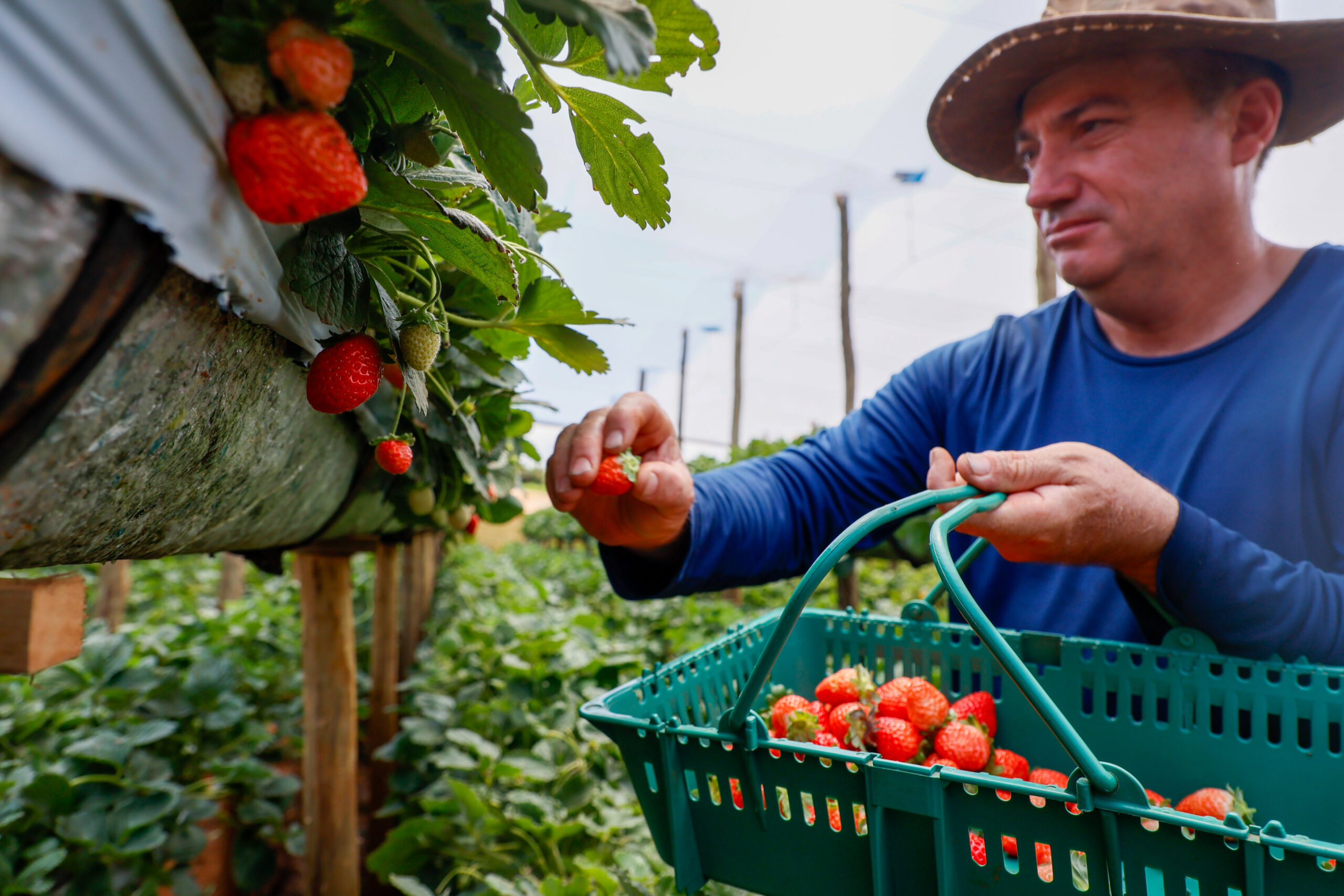 Morango do Norte Pioneiro impulsiona renda de produtores