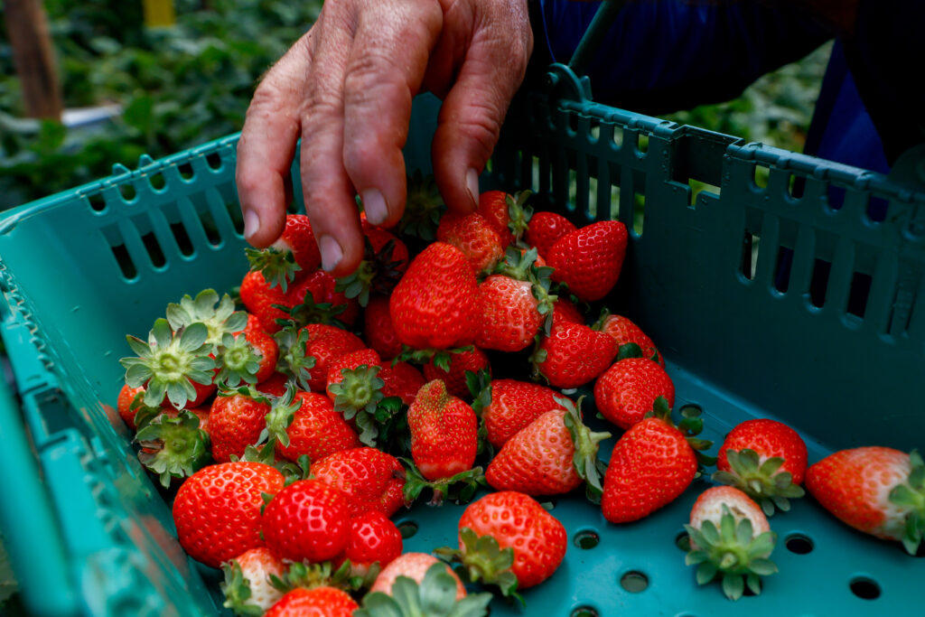 Morango do Norte Pioneiro impulsiona renda de produtores