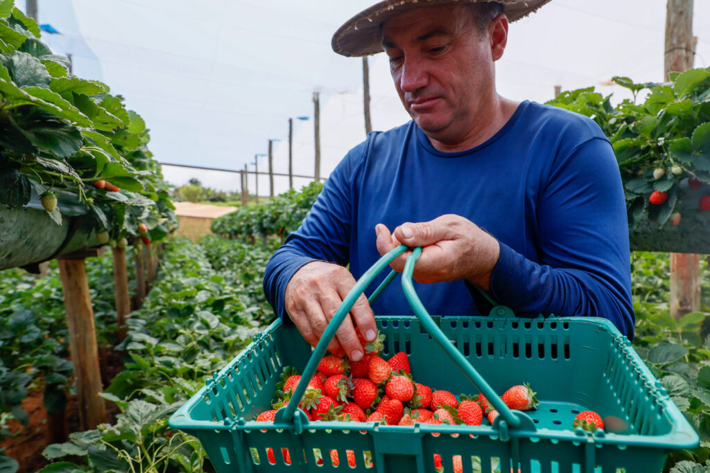 Morango do Norte Pioneiro impulsiona renda de produtores