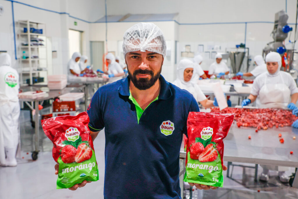 Morango do Norte Pioneiro impulsiona renda de produtores