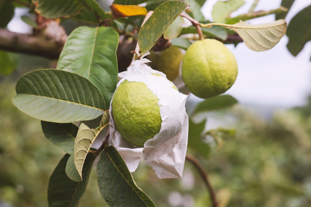 Goiaba projeta município do Paraná com cultivo inovador 6 selecionadas01