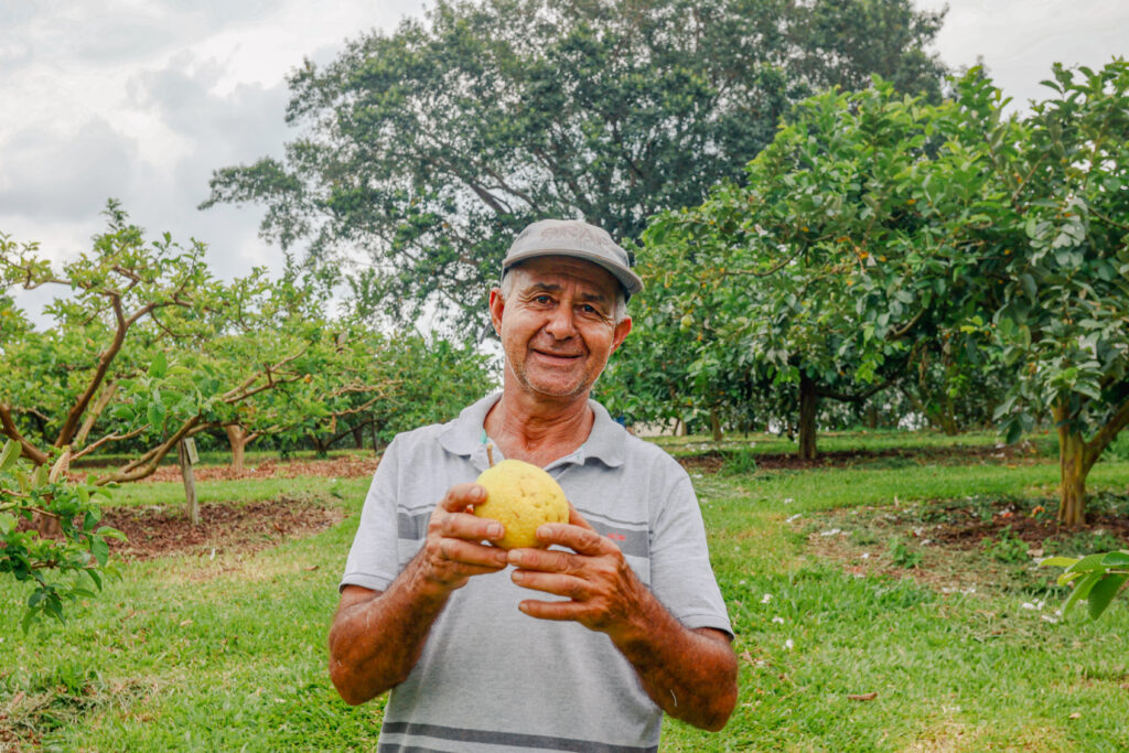 Goiaba projeta município do Paraná com cultivo inovador 3 selecionadas09