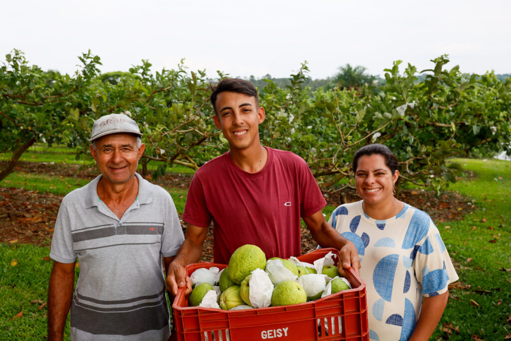 Goiaba projeta município do Paraná com cultivo inovador 2 selecionadas13