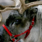 As renas são famosas por puxar o trenó do Papai Noel, mas elas existem?