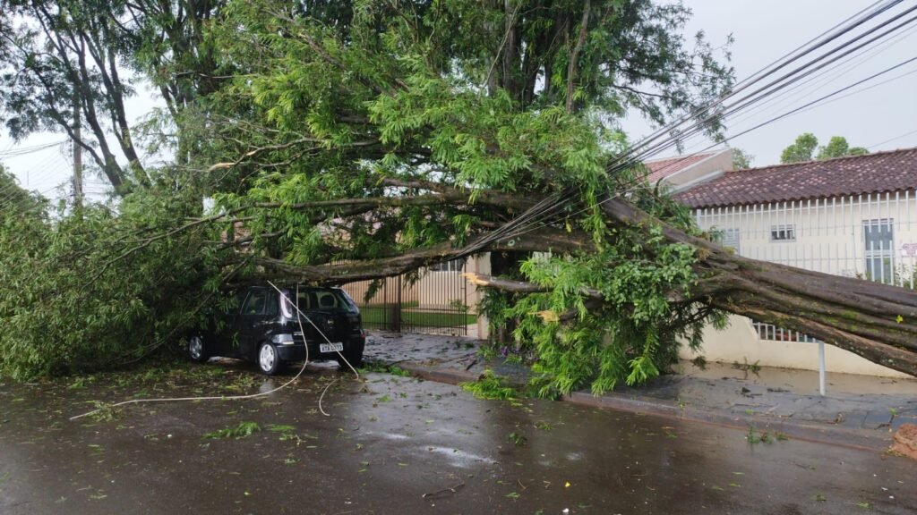 Chuva forte causa queda de árvores em Maringá neste domingo, 17 4 WhatsApp Image 2023 12 17 at 17.24.33
